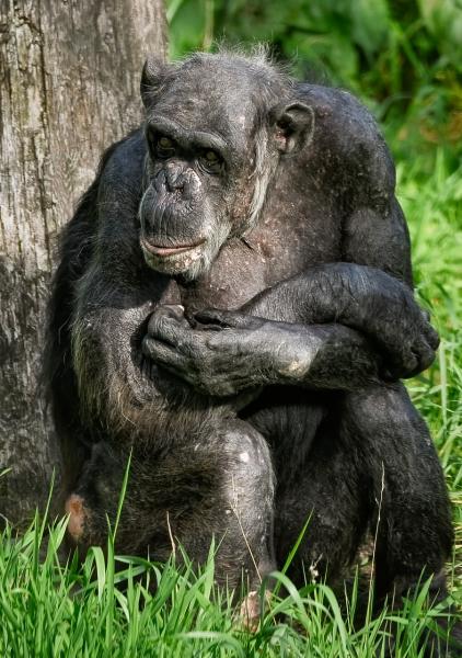 Chimpansee zit tegen een boom