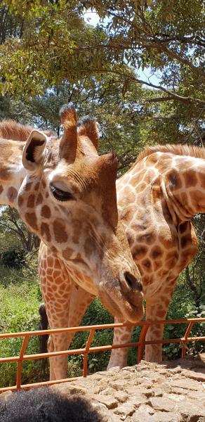 Giraffes in het education centre in Nairobi