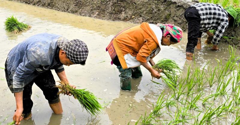 Rijstplanters in Vietnam