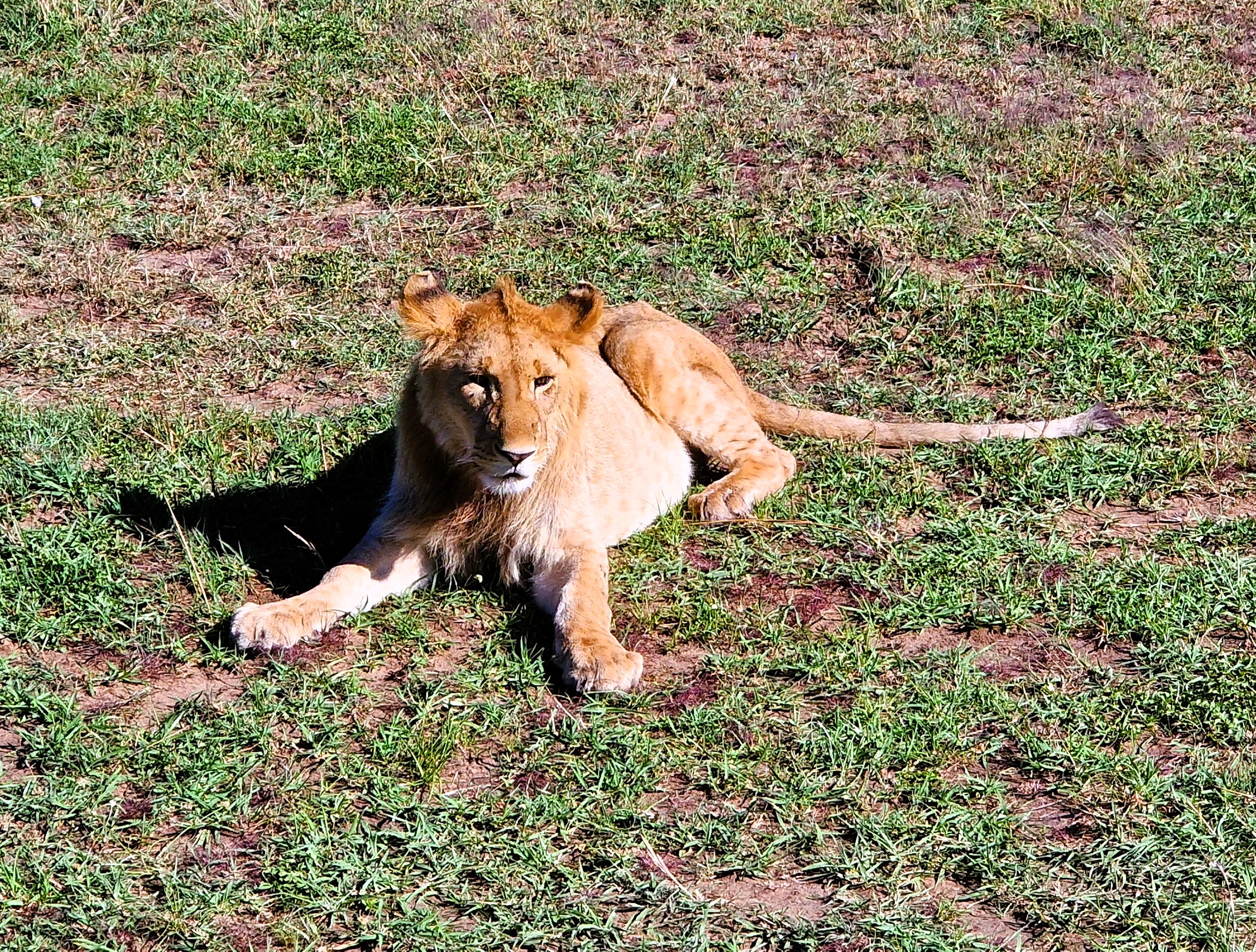 251120 Safarireis Tanzania