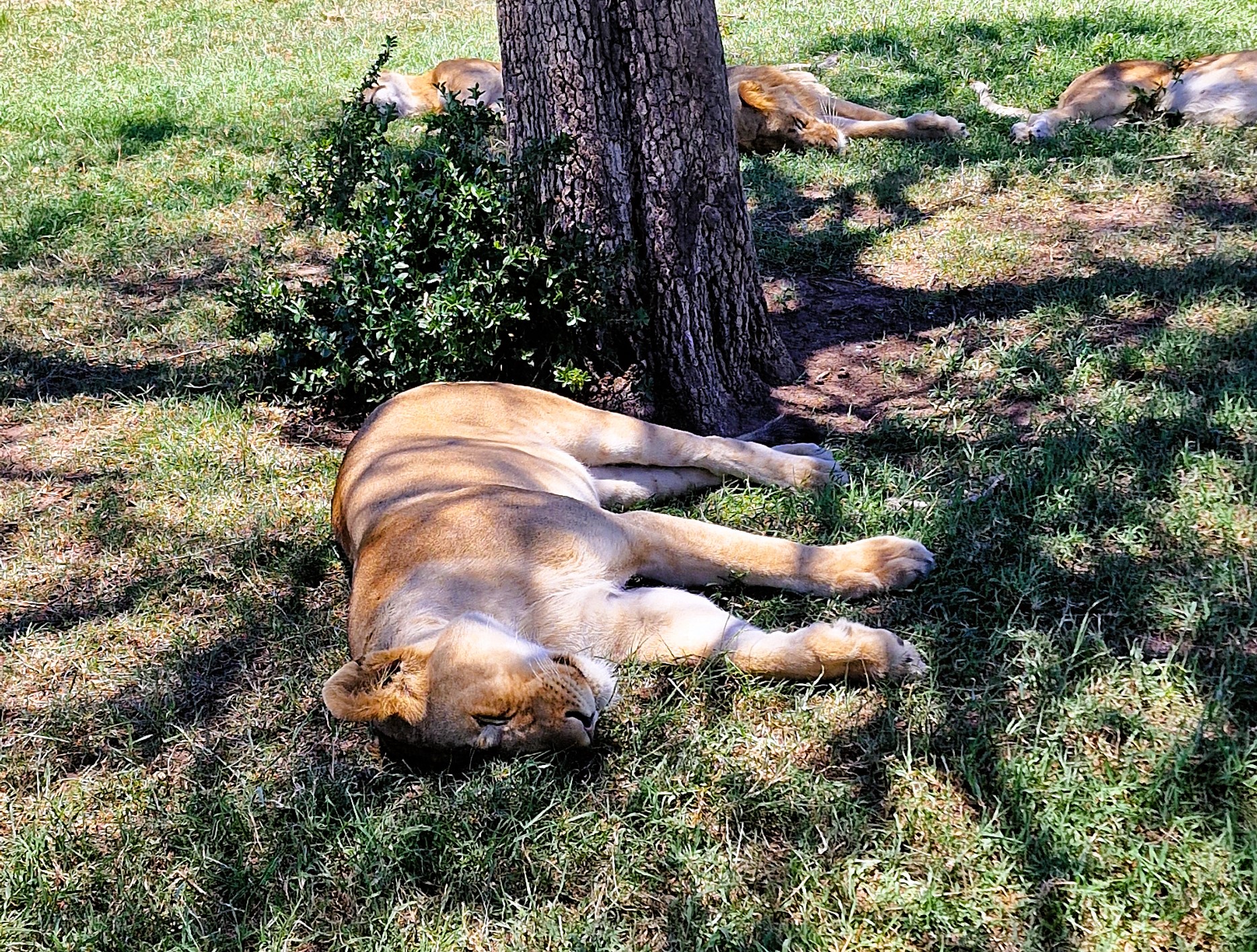 251111 Safari in Kenia