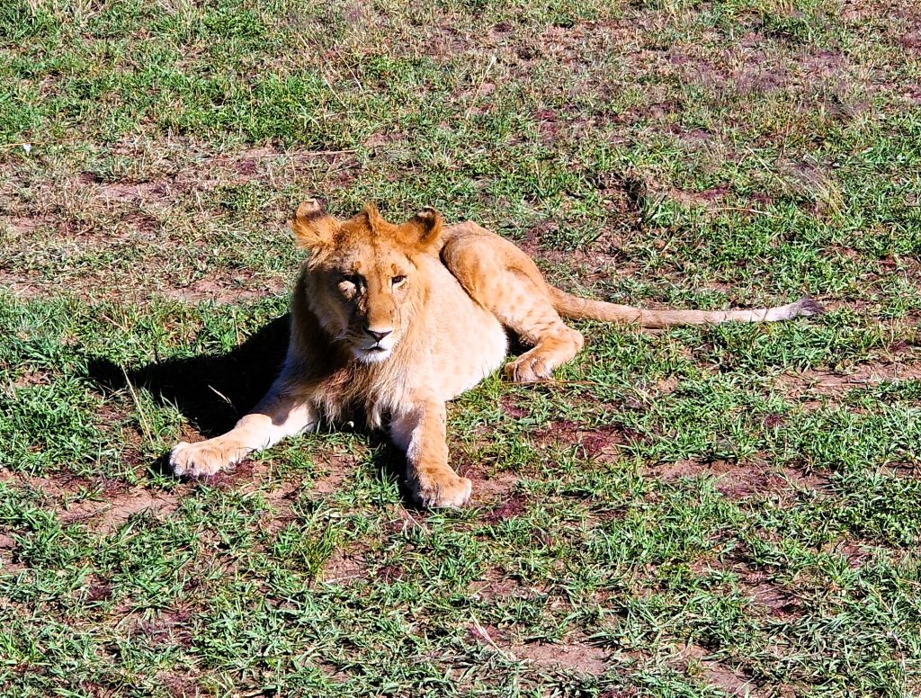 9-daagse safarireis Tanzania